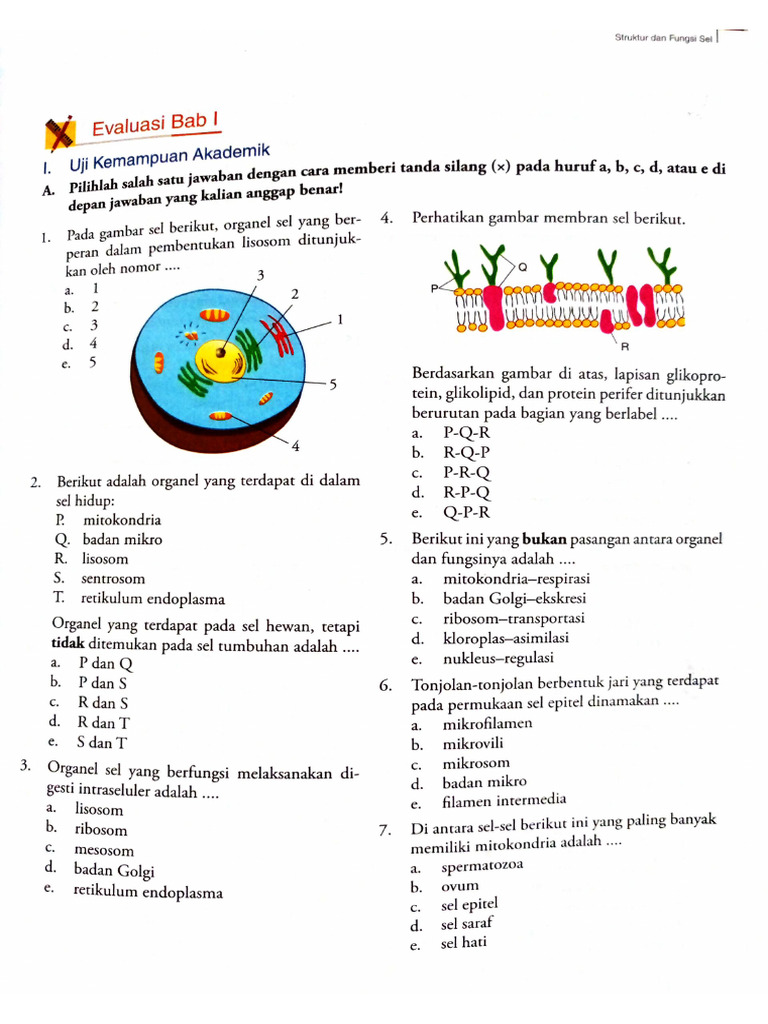 Contoh Soal Sel dan Pembahasannya Kelas 7 Semester 2 yang Wajib Kamu Kuasai Sebelum Ujian Akhir